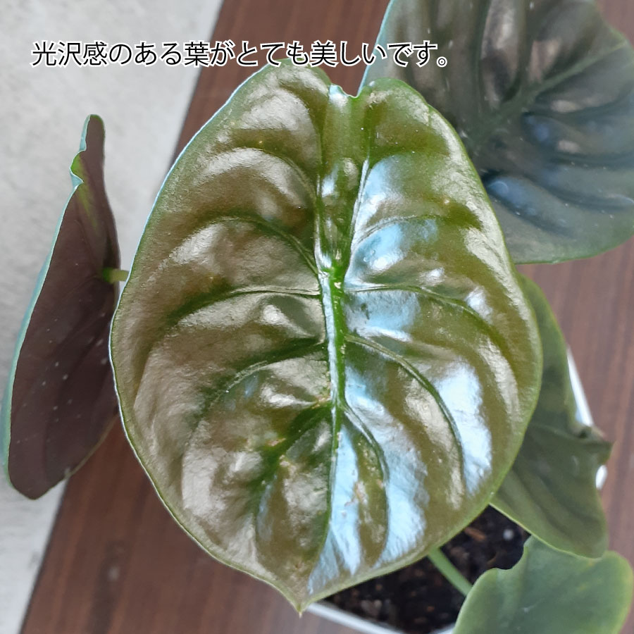 楽天市場】アロカシア クプレア レッドシークレット 観葉植物 珍しい