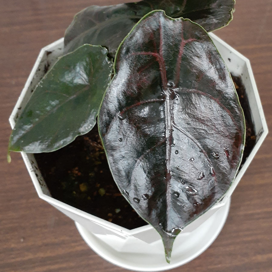 楽天市場】アロカシア アズラニー 観葉植物 珍しい品種 希少 3.5号