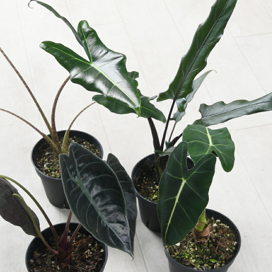 楽天市場】アロカシア ラウテルバキアナ スーヒルマニアナ サリアン