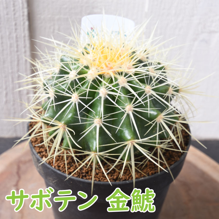 楽天市場】定番の玉サボテン 金鯱 多肉植物 観葉植物 おしゃれ 4号