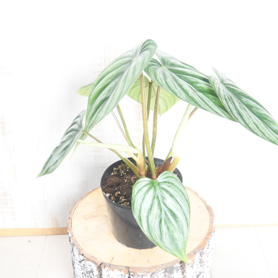 楽天市場】希少 フィロデンドロン プロウマニー ウォーターメロン