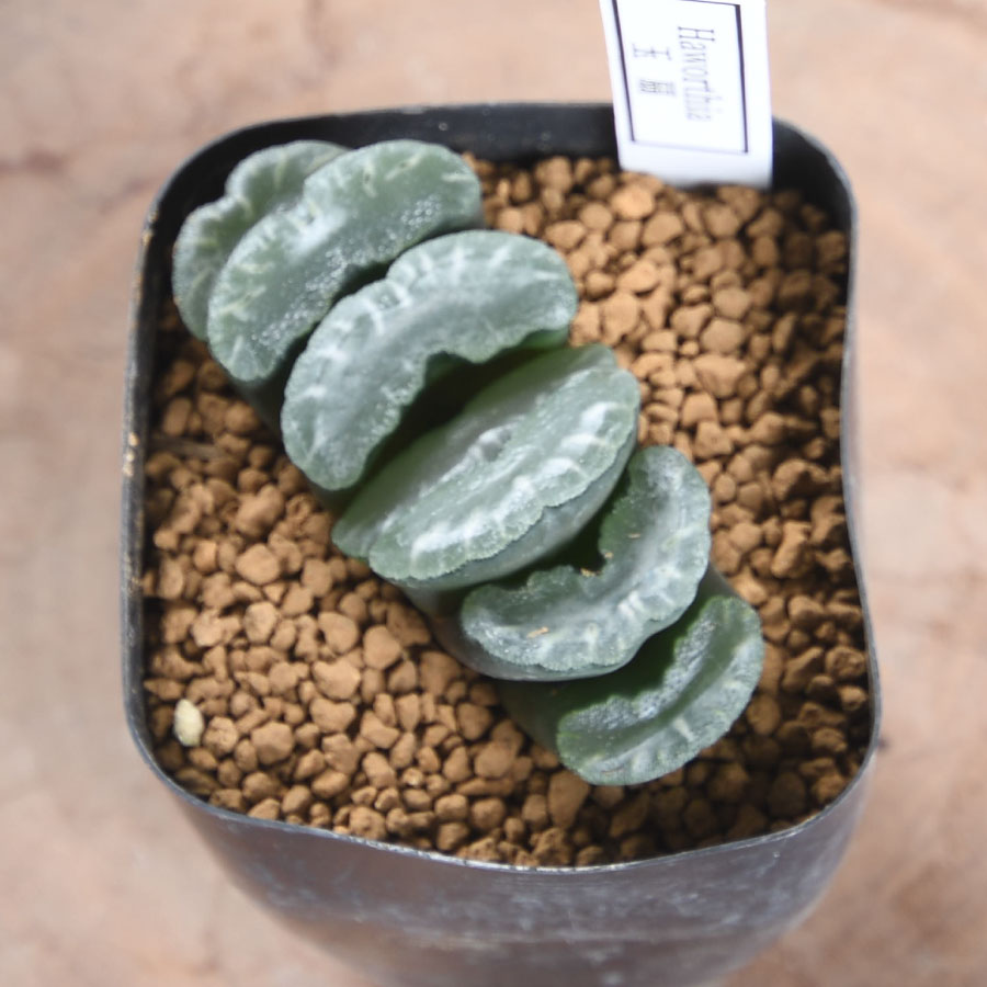 楽天市場】ハオルチア 選べる全5品種 レツーサ錦 玉扇 ピクツラータ