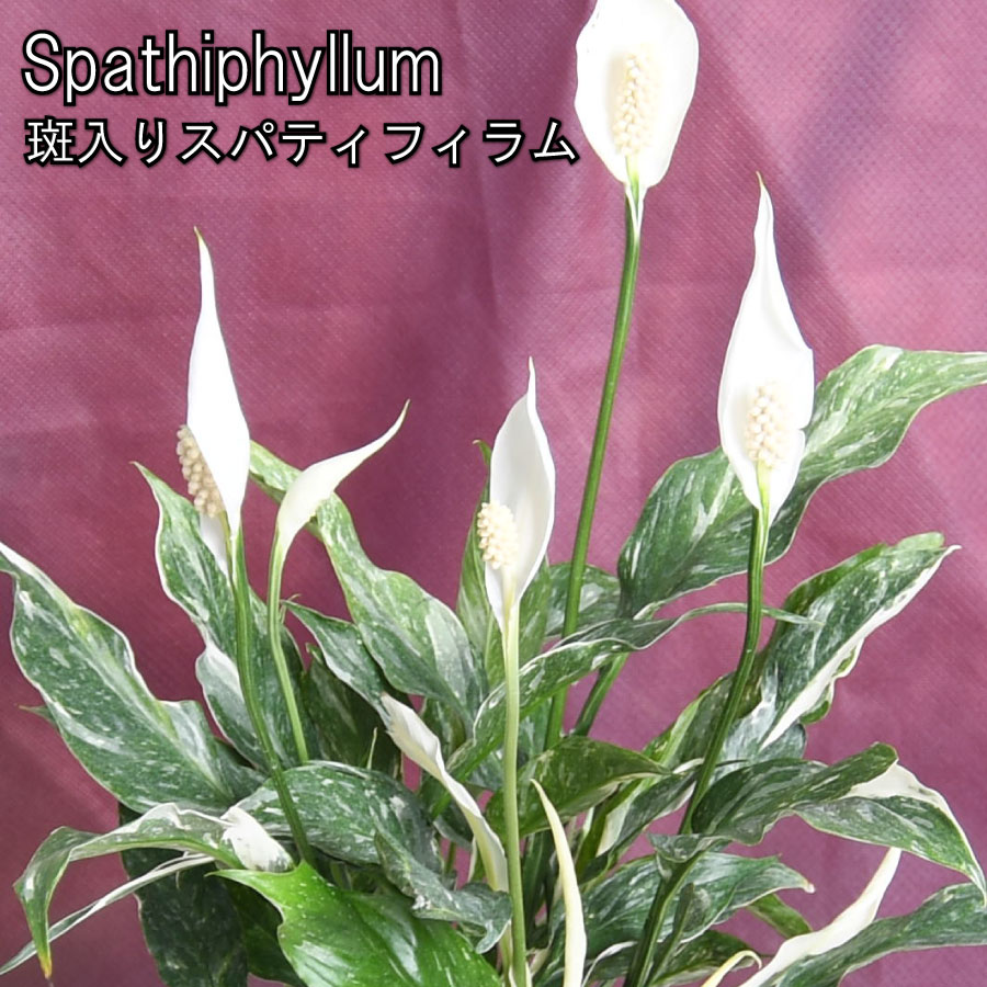 楽天市場】斑入りスパティフィラム 5号鉢 花鉢 観葉植物 白い
