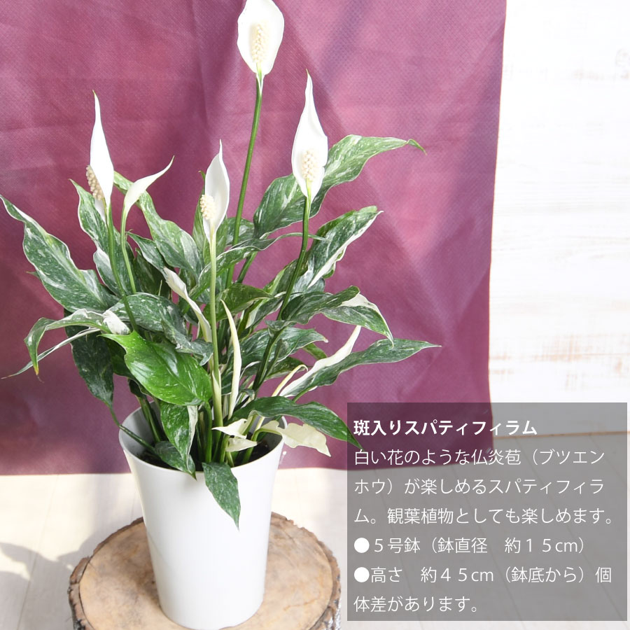 楽天市場】斑入りスパティフィラム 5号鉢 花鉢 観葉植物 白い