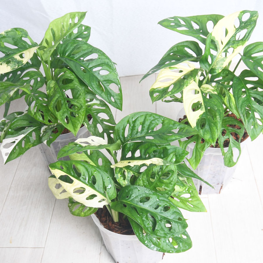 楽天市場】【セール品！】 希少！ 斑入りマドカズラ 5号鉢 ねこチップ