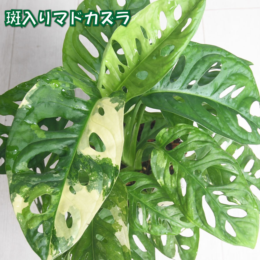 楽天市場】【セール品！】 希少！ 斑入りマドカズラ 5号鉢 ねこチップ