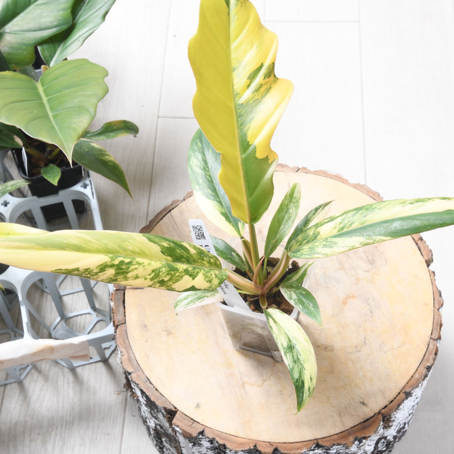 楽天市場】【セール品！】 超希少 フィロデンドロン キャラメル