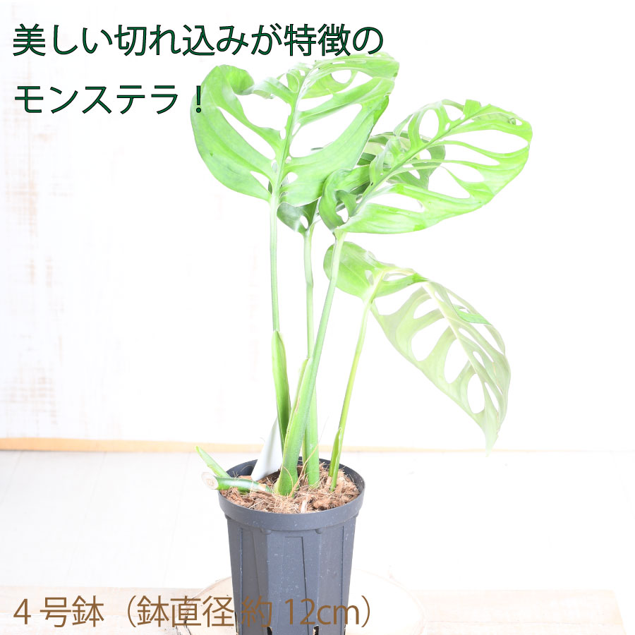 楽天市場】希少！ モンステラ エスケレート 4号鉢 Monstera esqueleto