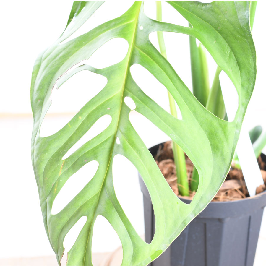 楽天市場】希少！ モンステラ エスケレート 4号鉢 Monstera esqueleto