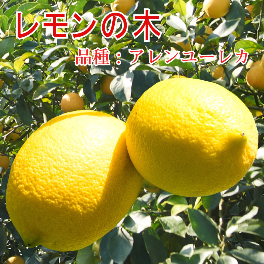 楽天市場】アレンユーレカレモン 苗の通販