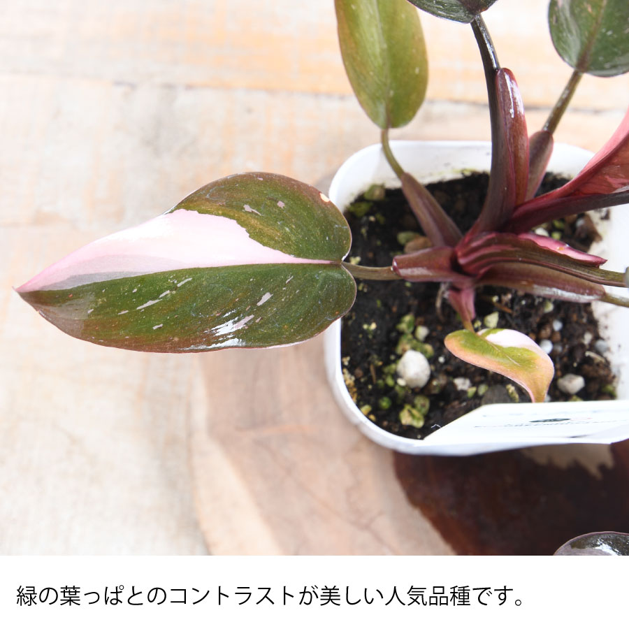 超絶希少 フィロデンドロン アタバポエンセ ピンクオーレア斑入り 超絶