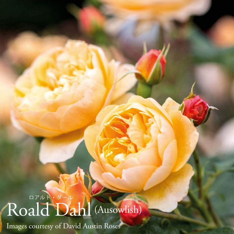 楽天市場】バラ苗 イングリッシュローズ大苗 ロアルド・ダール バラ