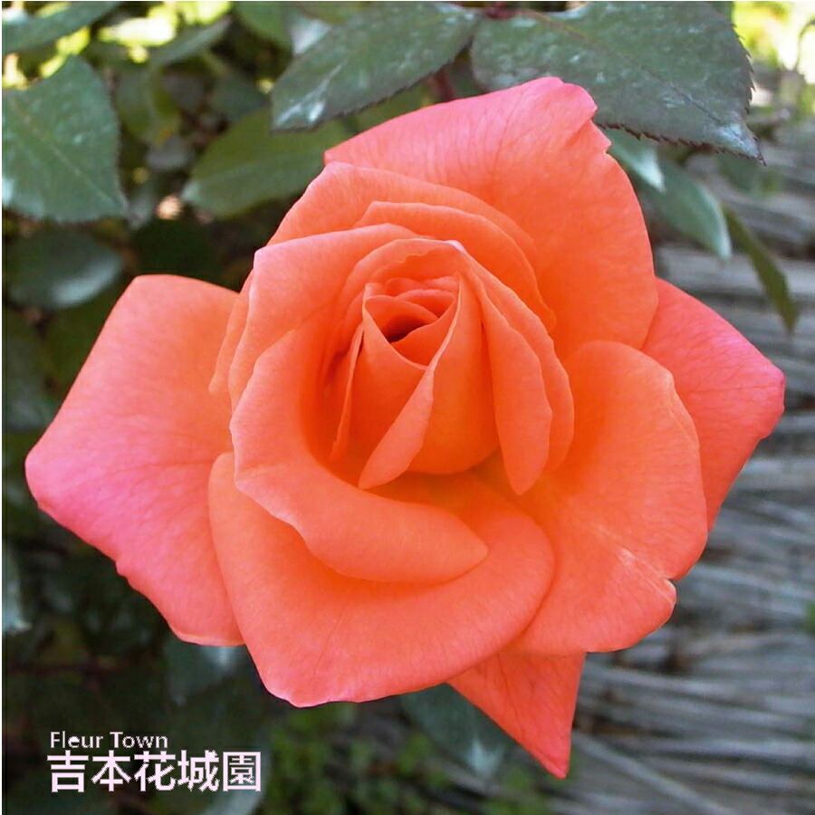 楽天市場】バラ苗 ベッティーナ （ベッティナー） ハイブリッドティー