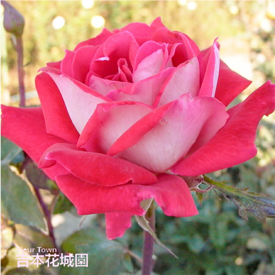 rose-sato29-1.jpg