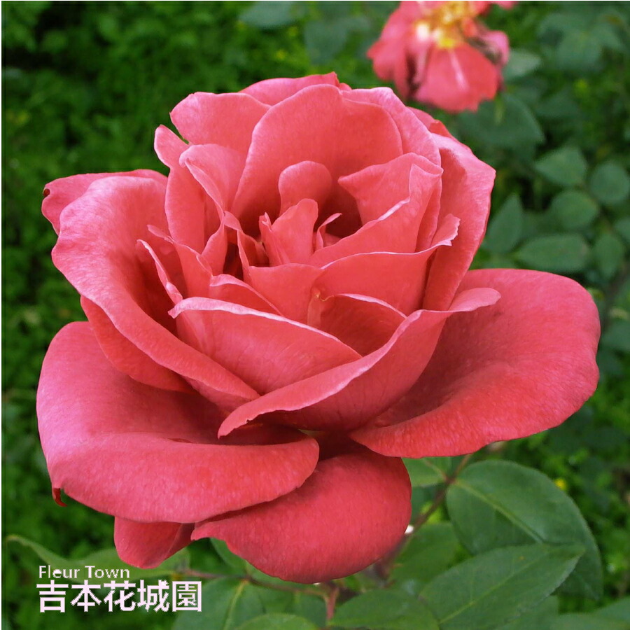 楽天市場】バラ苗 ブラックティー ハイブリッドティー ローズ 茶色系 2