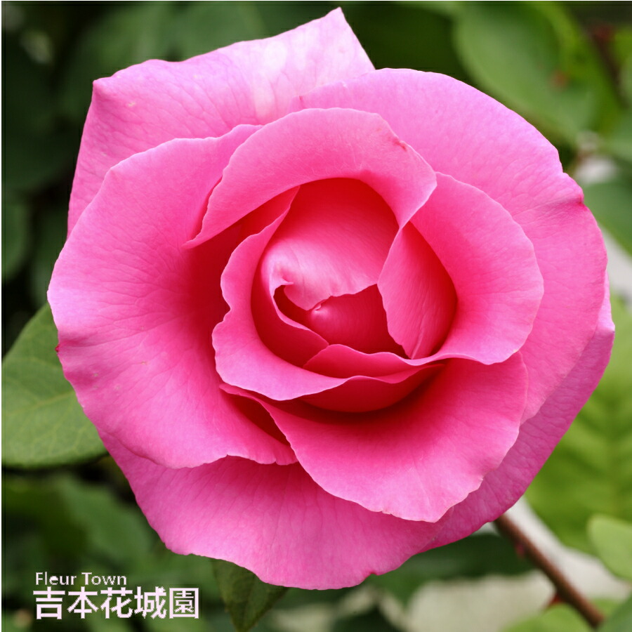 楽天市場】バラ苗 ザマッカートニーローズ ハイブリッドティー ローズ