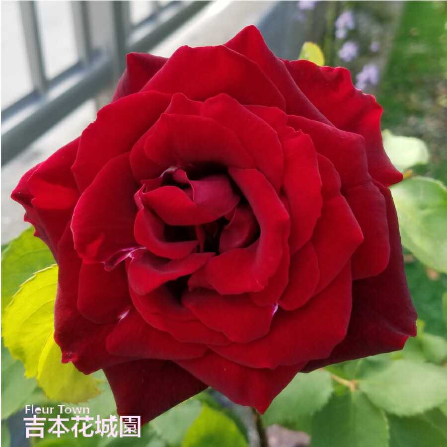 楽天市場】バラ苗 黒真珠 （くろしんじゅ） ハイブリッドティー ローズ