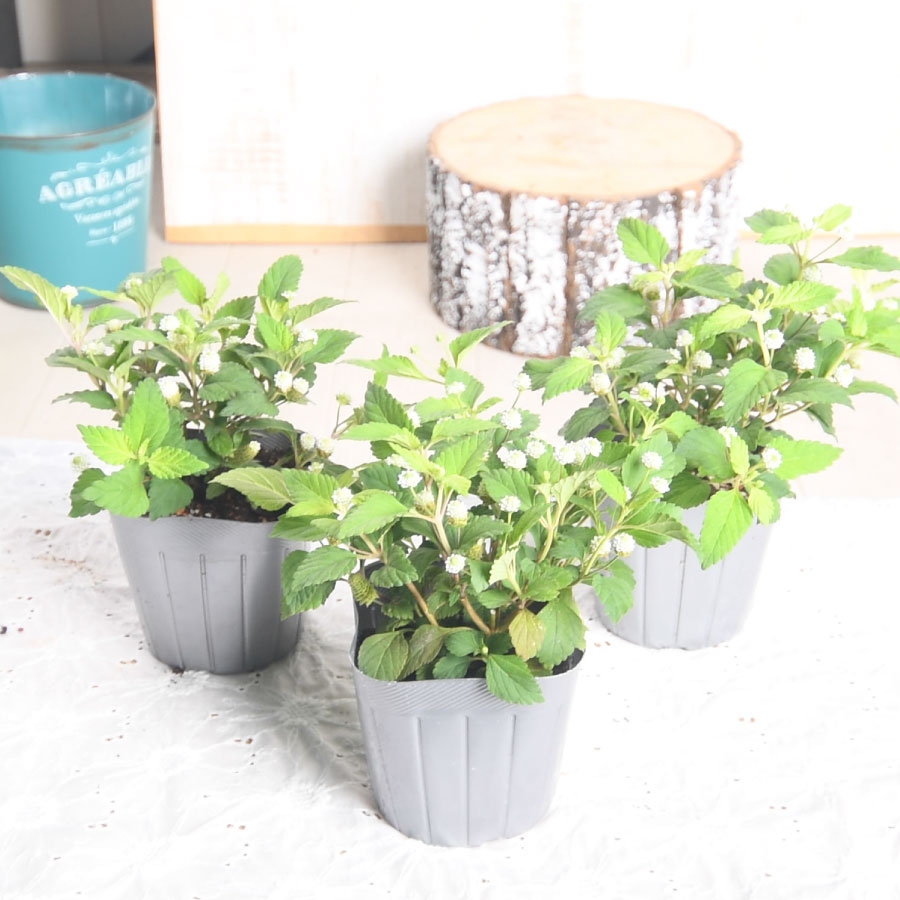 楽天市場】メキシカン スイートハーブ リッピア 3号ポット苗