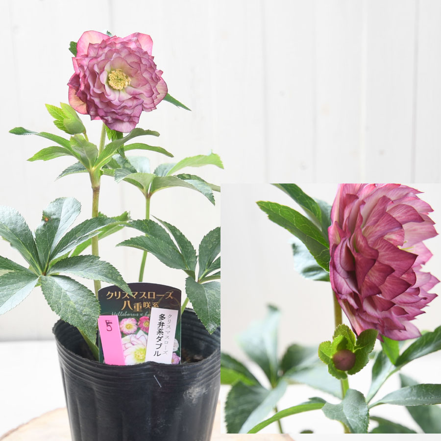 楽天市場】クリスマスローズ 多弁系ダブル 【現品販売】 選べる現品