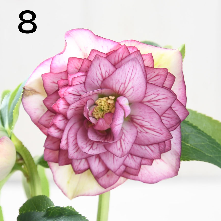 楽天市場】クリスマスローズ 多弁系ダブル 【現品販売】 選べる現品