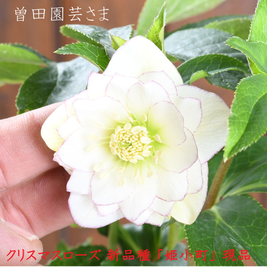 楽天市場】クリスマスローズ 小輪の通販