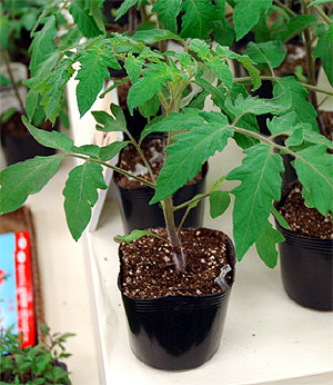 楽天市場】野菜苗 トマト苗 オレンジパルチェ とまと 3号ポット 接木苗