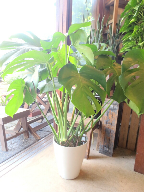 楽天市場】【送料無料】モンステラ デリシオーサ 7号鉢サイズ 鉢植え