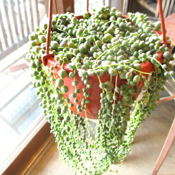 楽天市場】グリーンネックレス 6号吊り鉢 鉢植え 多肉植物 セネシオ 緑