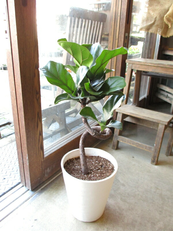 楽天市場】カシワバゴムの木 バンビーノ 曲がり仕立て 7号鉢サイズ