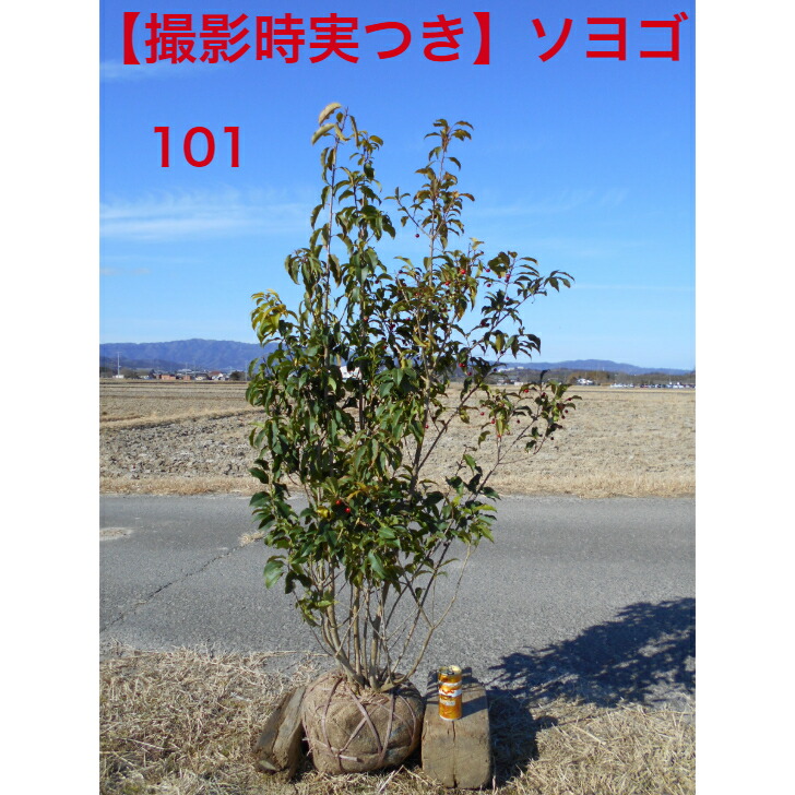 楽天市場】雌雄 ソヨゴの通販