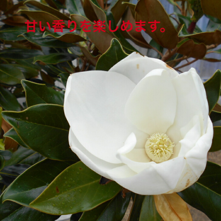 楽天市場】【店長一押し品】 タイサンボク リトルジェム高さ約1.65m