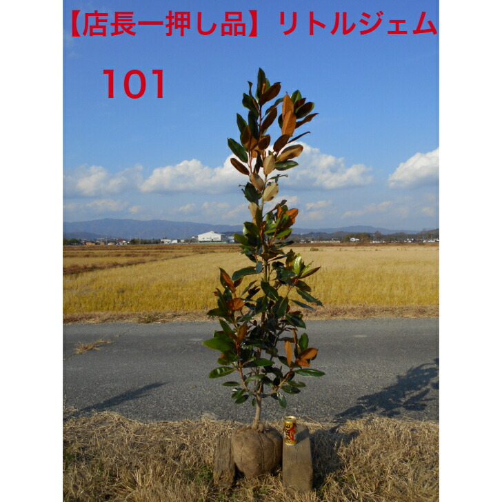 楽天市場】【店長一押し品】 タイサンボク リトルジェム高さ約1.65m