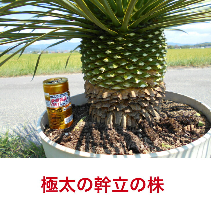 AL1156】ユッカ リギダ 24cm鉢 AL1156】ユッカ リギダ 24cm鉢 AL1156