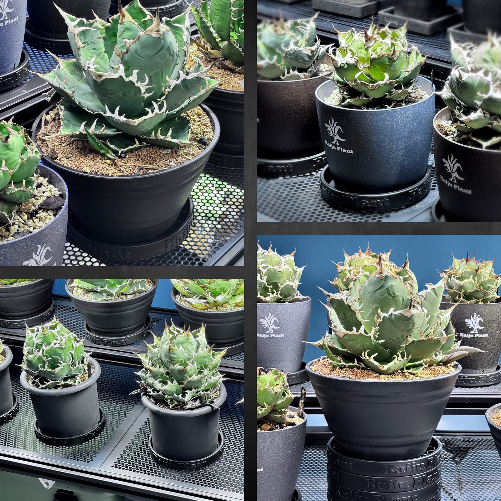 楽天市場】Kaiju Plant 怪獣ソーサー 鉢皿 5号サイズ メッシュプレート