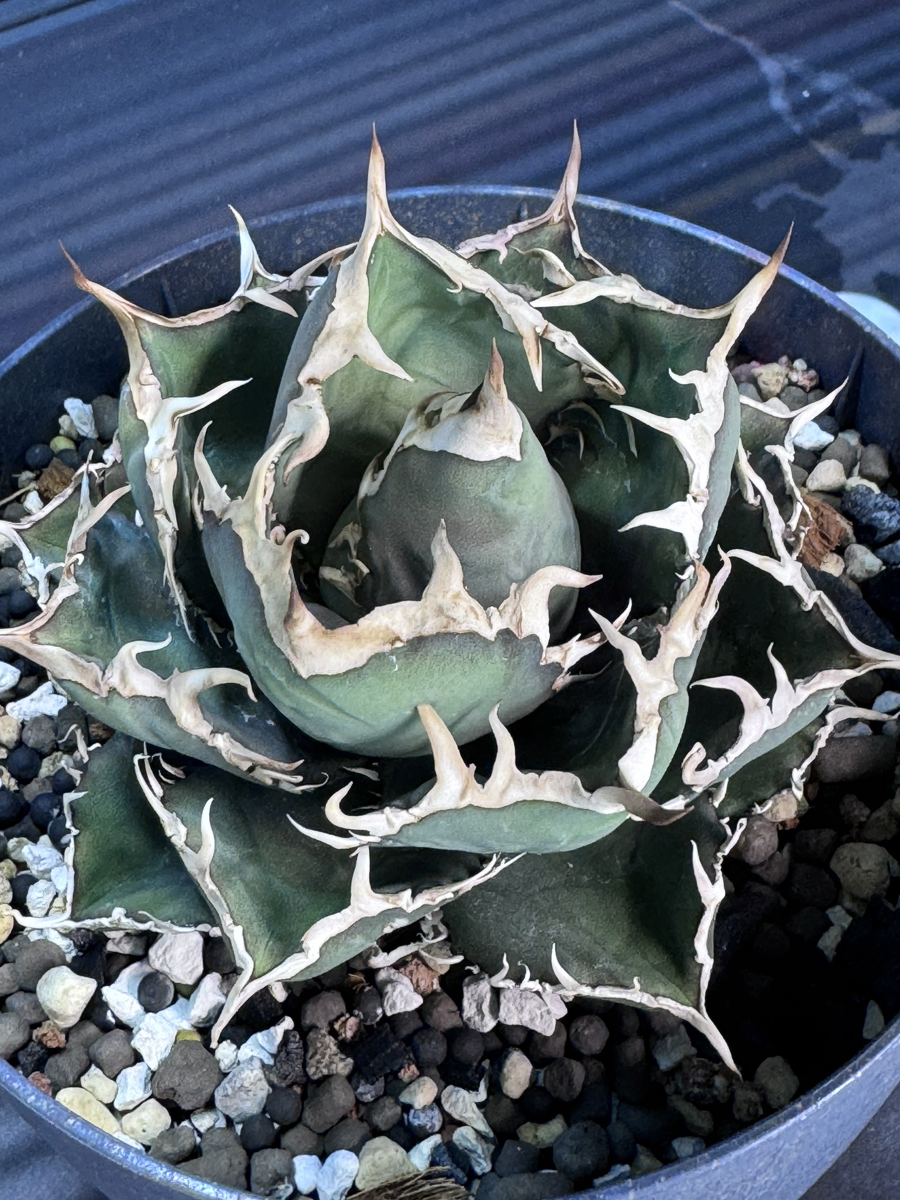 楽天市場】Kaiju Plant産 アガベ 烈焔 子株 チタノタ オテロイ