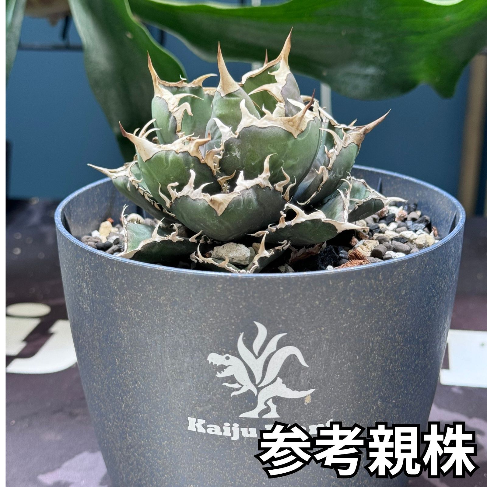 楽天市場】Kaiju Plant産 アガベ 烈焔 子株 チタノタ オテロイ