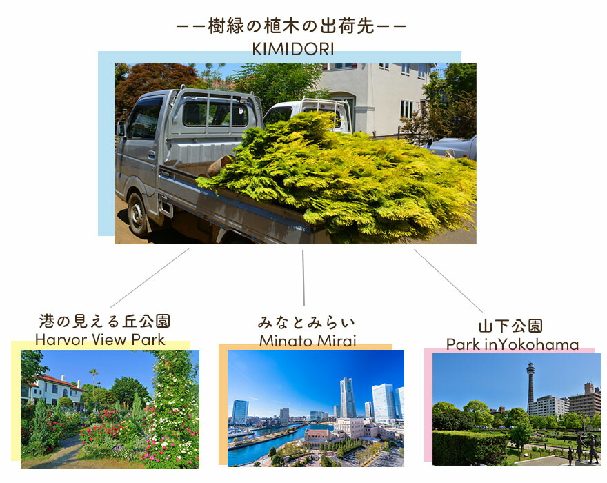楽天市場】ユッカ トンプソニアーナ 常緑 観葉植物 丈夫 耐寒性 ドライ