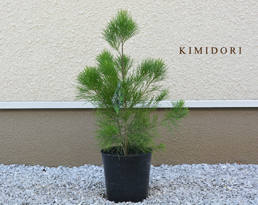 楽天市場】ダインツリー パイン ブラウンシュガー オージープランツ