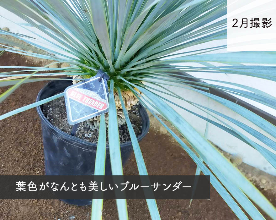 楽天市場】ロストラータ ブルーサンダー ユッカ 植木 庭木 苗