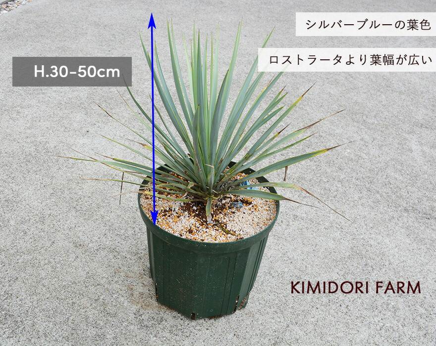 楽天市場】ユッカ リギダ ドライガーデン シルバー ロストラータ 丈夫