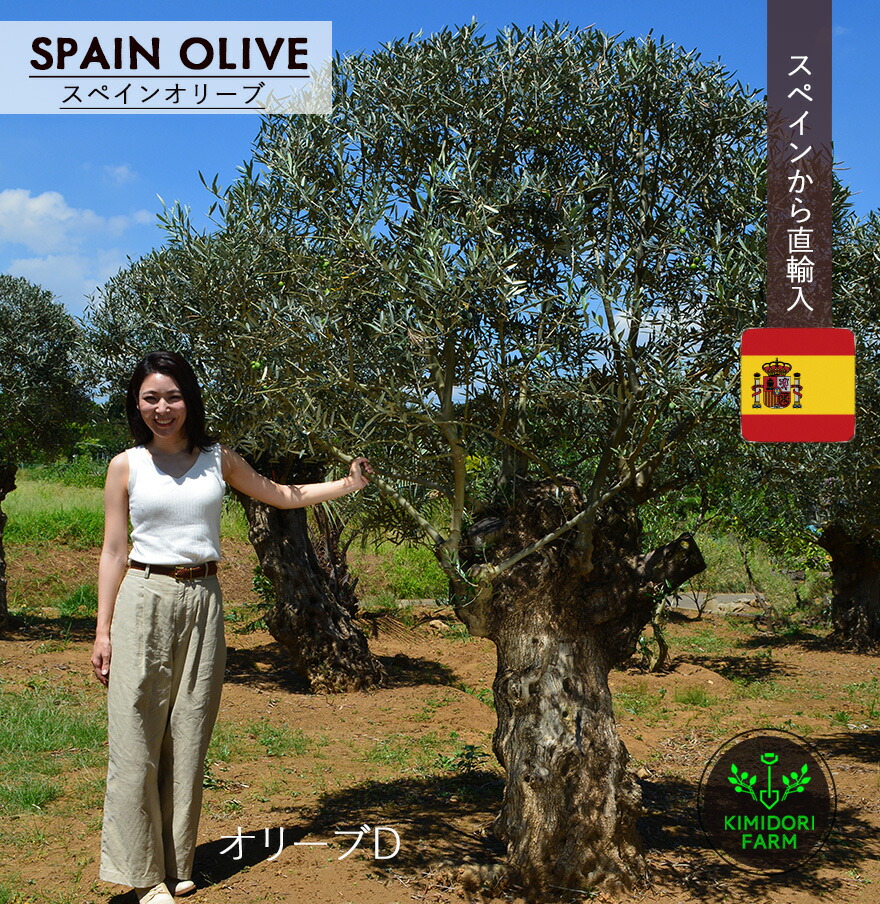 楽天市場】オリーブ D 約250cm スペイン 直輸 古木 強い 現品 地植え