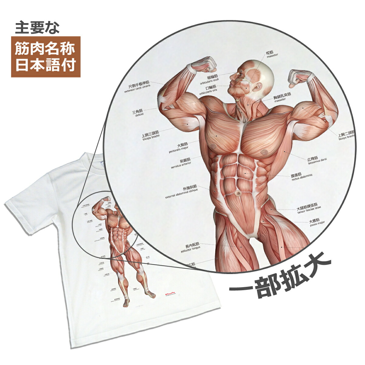 楽天市場】【アウトレット価格】筋肉柄 Tシャツ 半袖 「筋次郎