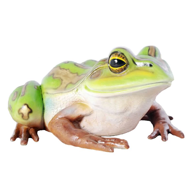 楽天市場】実物大 動物 オブジェ キンスジアメガエル・親 インテリア