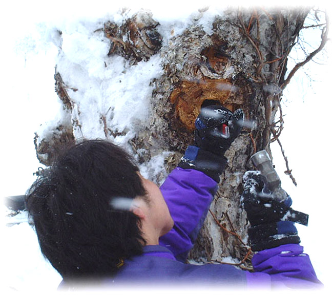 楽天市場】カバノアナタケ茶塊≪原体≫2.1kg【700g×3袋セット】≪業務
