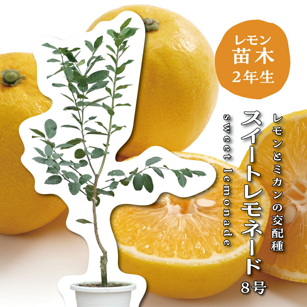 楽天市場】レモンの木 【スイートレモネード】 1年生 接木苗 : 苗木部