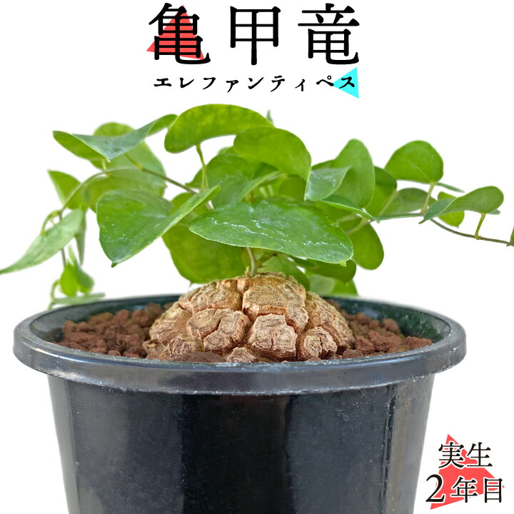 楽天市場】亀甲竜 きっこうりゅう ディオスコレア・エレファンティペス