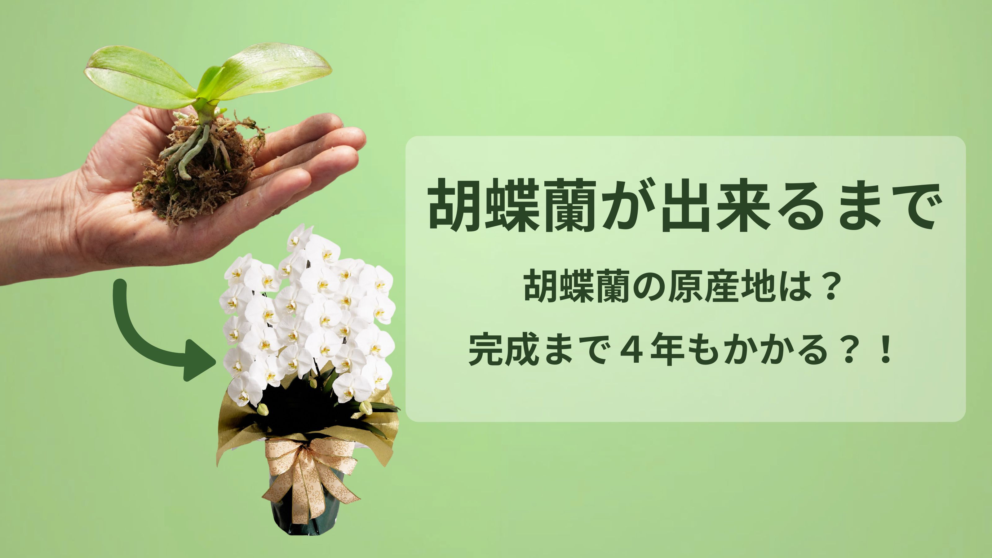 楽天市場 | 胡蝶蘭専門店らんや - 胡蝶蘭が出来るまで