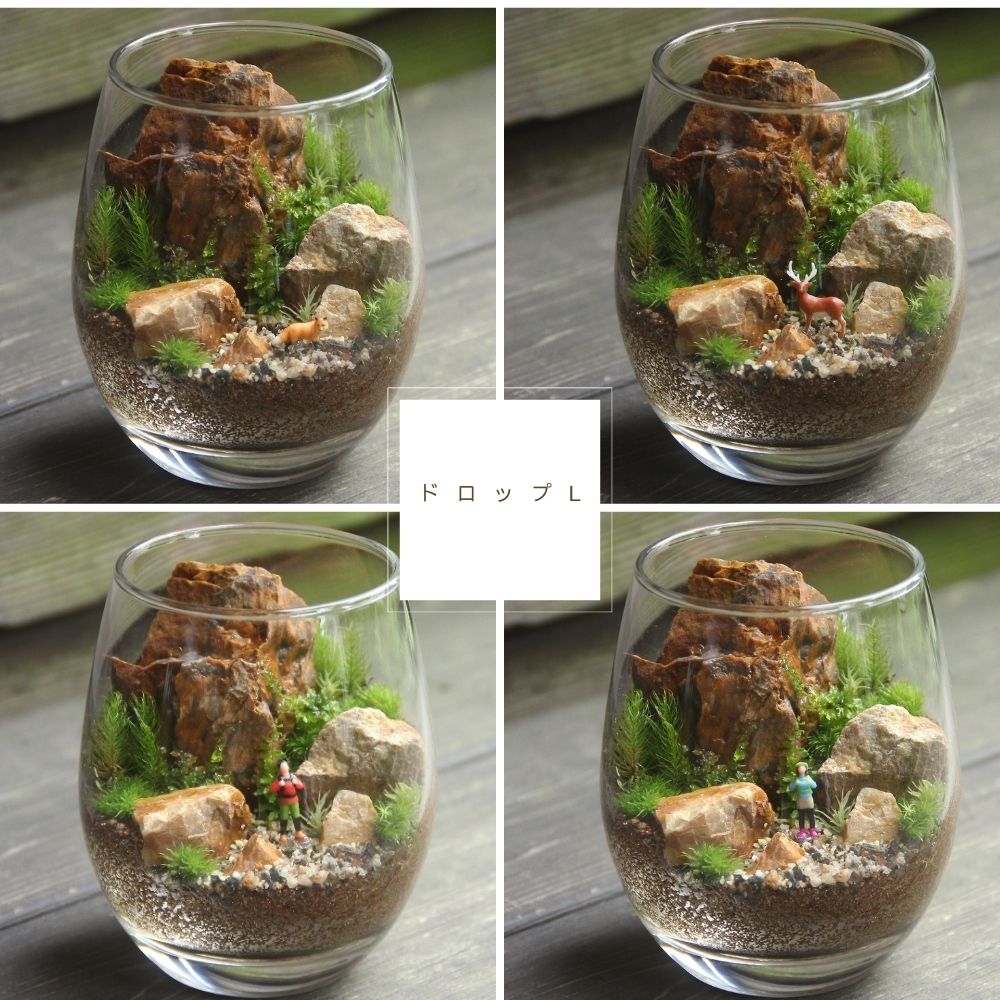 楽天市場】苔テラリウム完成品 [山岳の風景 ドロップL] デスク 癒し