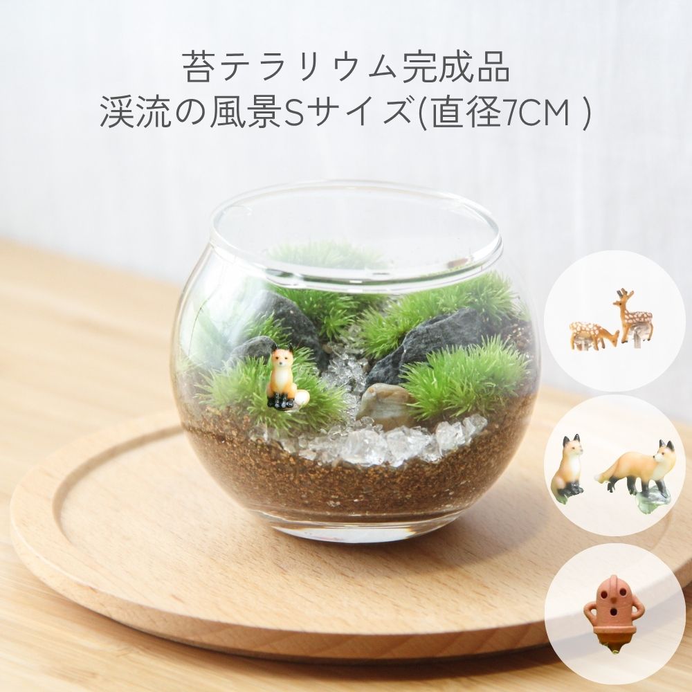 楽天市場】苔テラリウム完成品 [渓流の風景ボウルS] デスク 癒し 卓上