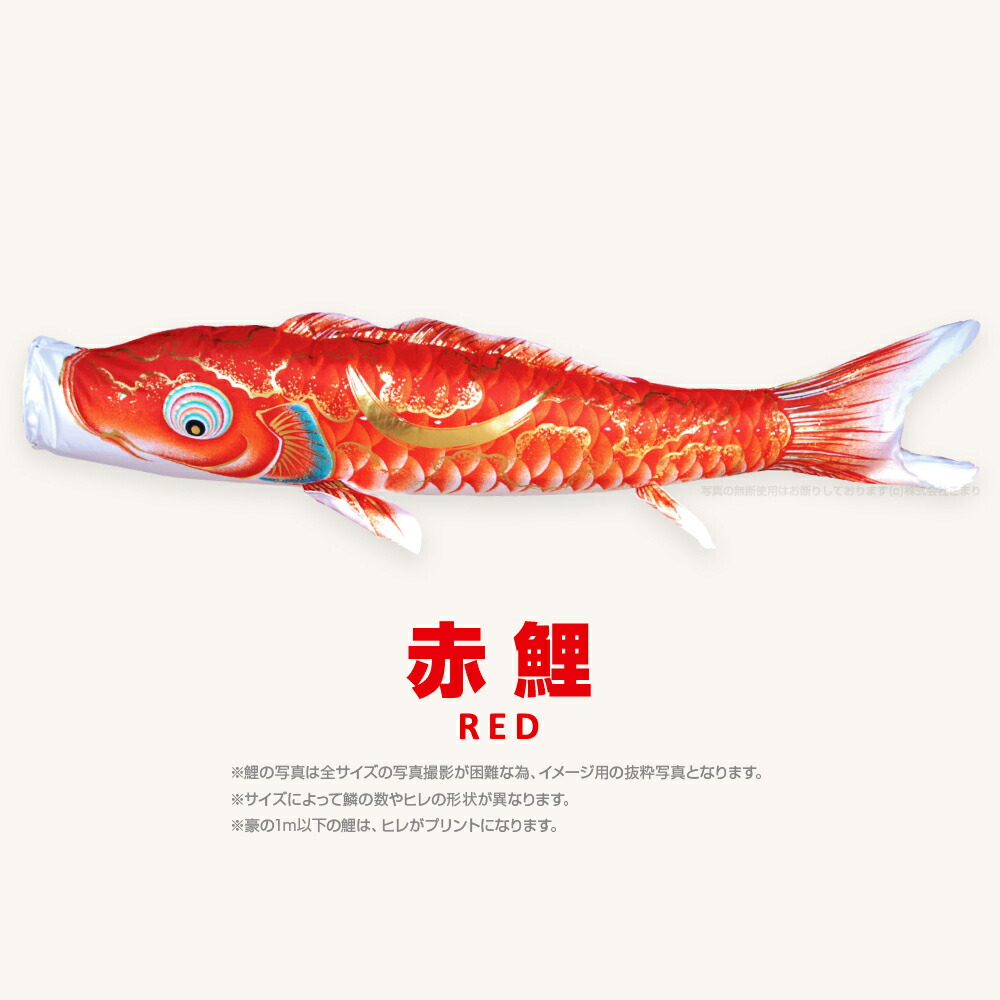 楽天市場】【2/26買回りでP最大4倍】 こいのぼり 単品 鯉のぼり 豪 1m